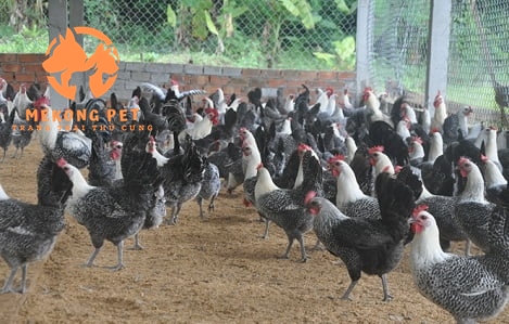 Giống Gà Ai Cập: Nguồn Gốc, Đặc Điểm, Cách Nuôi, Giá Bán